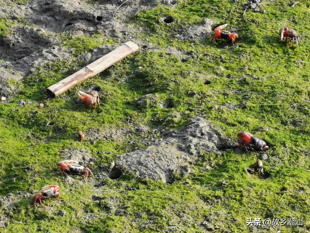 潮汕海山风情图片,饶平海山风情