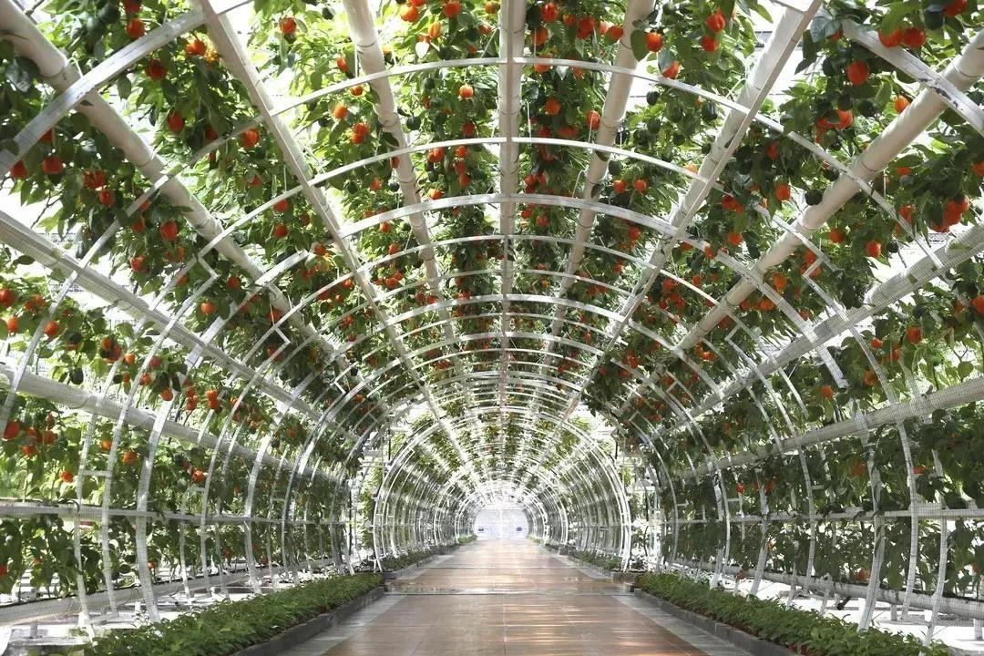 一颗白菜卖60多块钱！拯救韩国人今年的餐桌，全靠山东寿光了