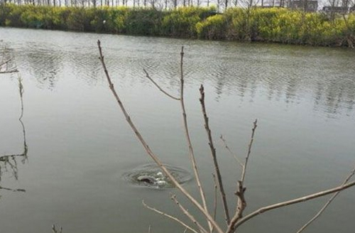 鲤鱼打挺尾巴一直动,鲤鱼打挺快速起身