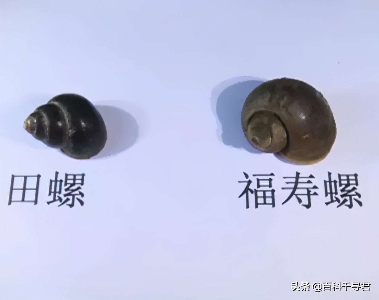 我国有哪些入侵物种及危害,中国754种入侵物种有哪些可以吃