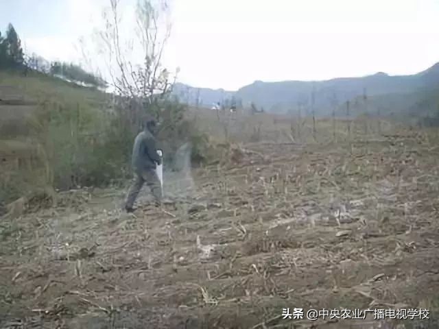 土传病害一招搞定,生石灰土壤杀菌每亩用多少斤