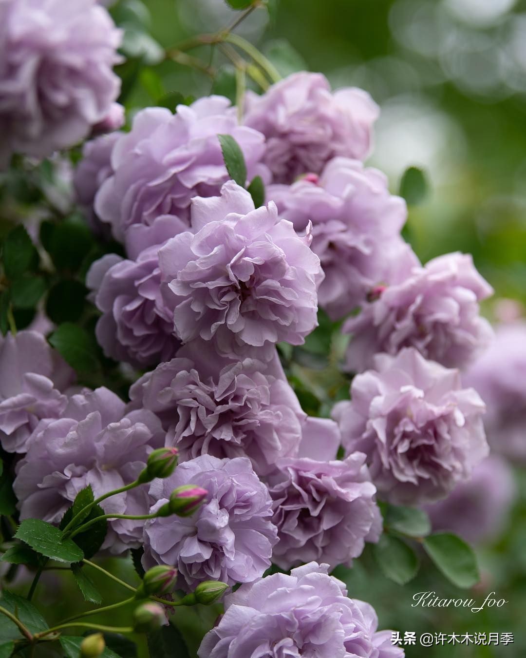 灌木月季与藤本月季有什么区别,微型月季灌木月季怎么选