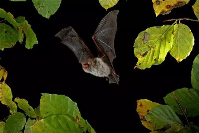 蝙蝠进家是吉是祸,蝙蝠晚上飞进家预示什么