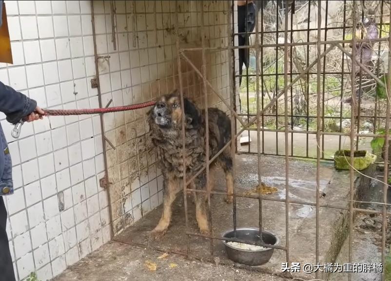 藏獒被关笼中十二年，铁笼已被焊死，主人就住隔壁，却不管它死活