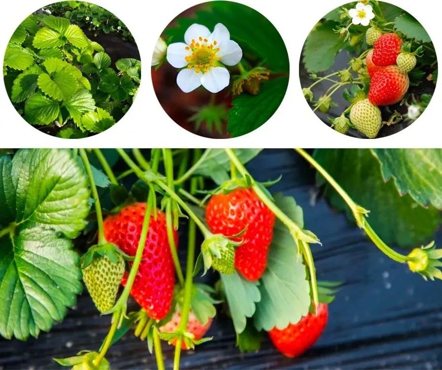 幼儿草莓的手工画,儿童画草莓简单漂亮