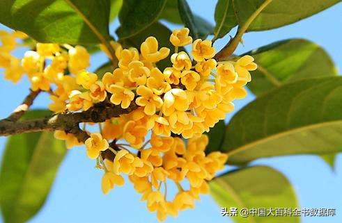 花朝麦秋小阳春来感受下各月雅称里的寒来暑往秋收冬藏