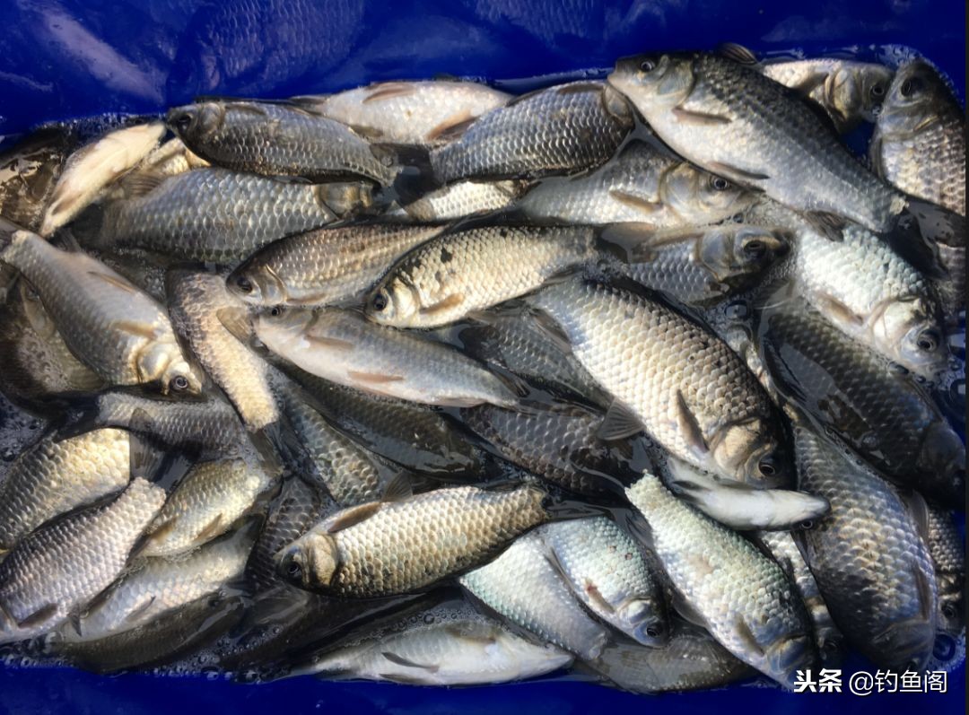 野钓大小通吃的饵料,春季野钓鲫鱼用什么味型饵料最好