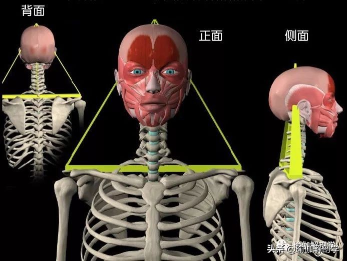 头前引怎么练体态,练瑜伽后显老怎么办
