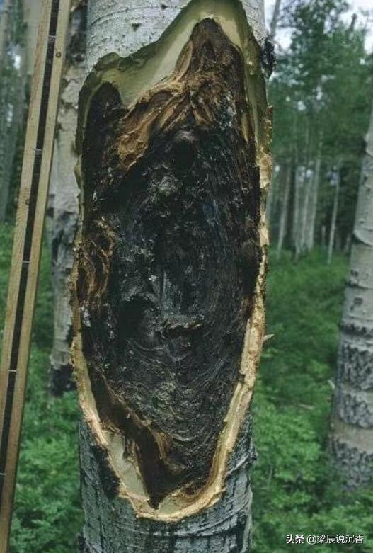 沉香哪些品种是人工沉香,人工沉香与自然沉香的区别