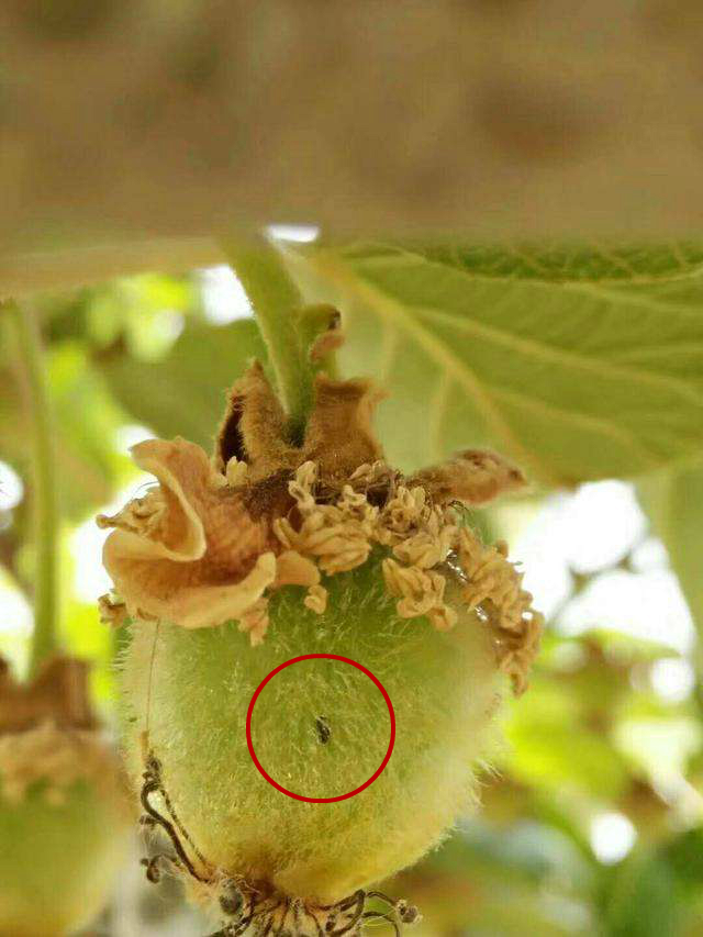 果实防日灼最好的方法,果实保卫战