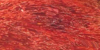 史上最全“红木”图解,看看哪种红木价值最高?