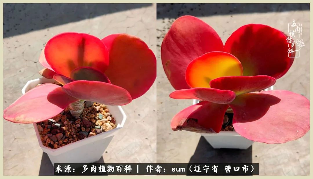 养多肉是一个很治愈的过程,养多肉是一种爱