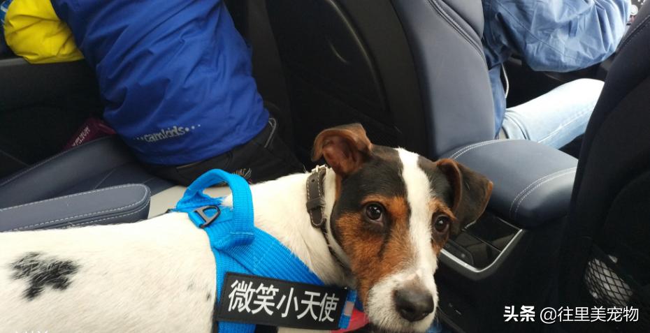 中国唯一被承认的猎犬,中国常见的猎犬