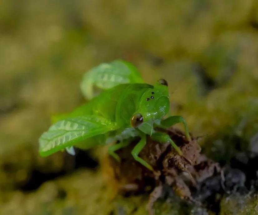 散文诗夏日的蝉,初夏与蝉经典散文