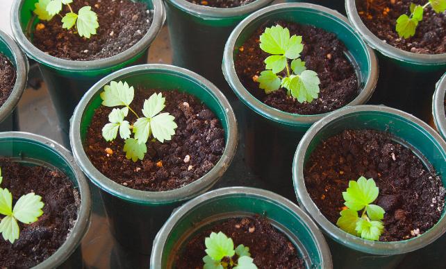 养花不如养蘑菇,养花不如种水果