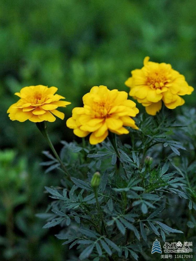 西安康复路英雄张华,张华康复路