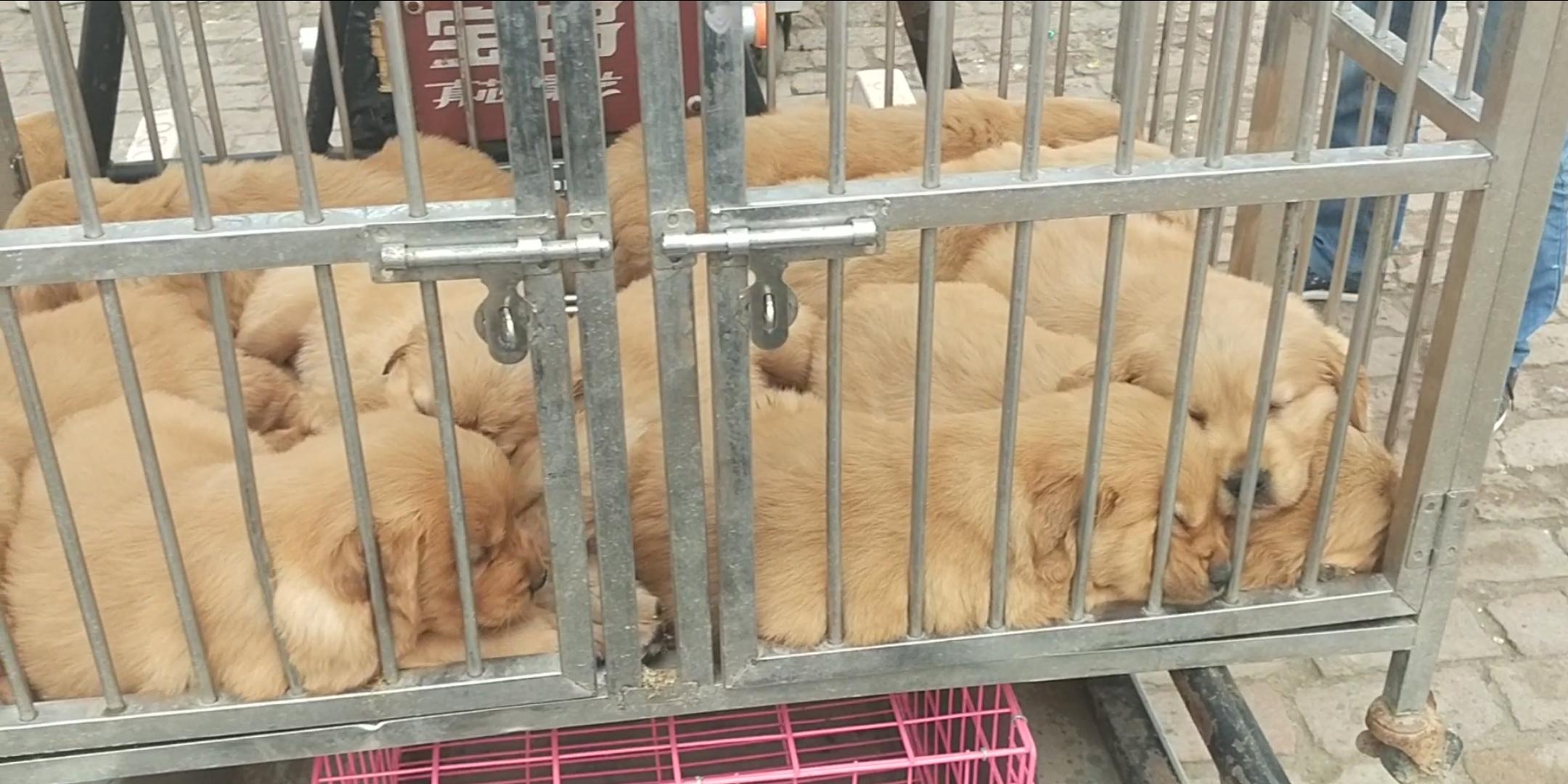 商丘宠物交易市场宠物兔,逛东北宠物交易市场