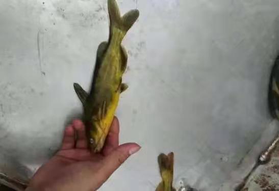 黄颡鱼腹水病怎么治疗,黄颡鱼腹水的原因是什么