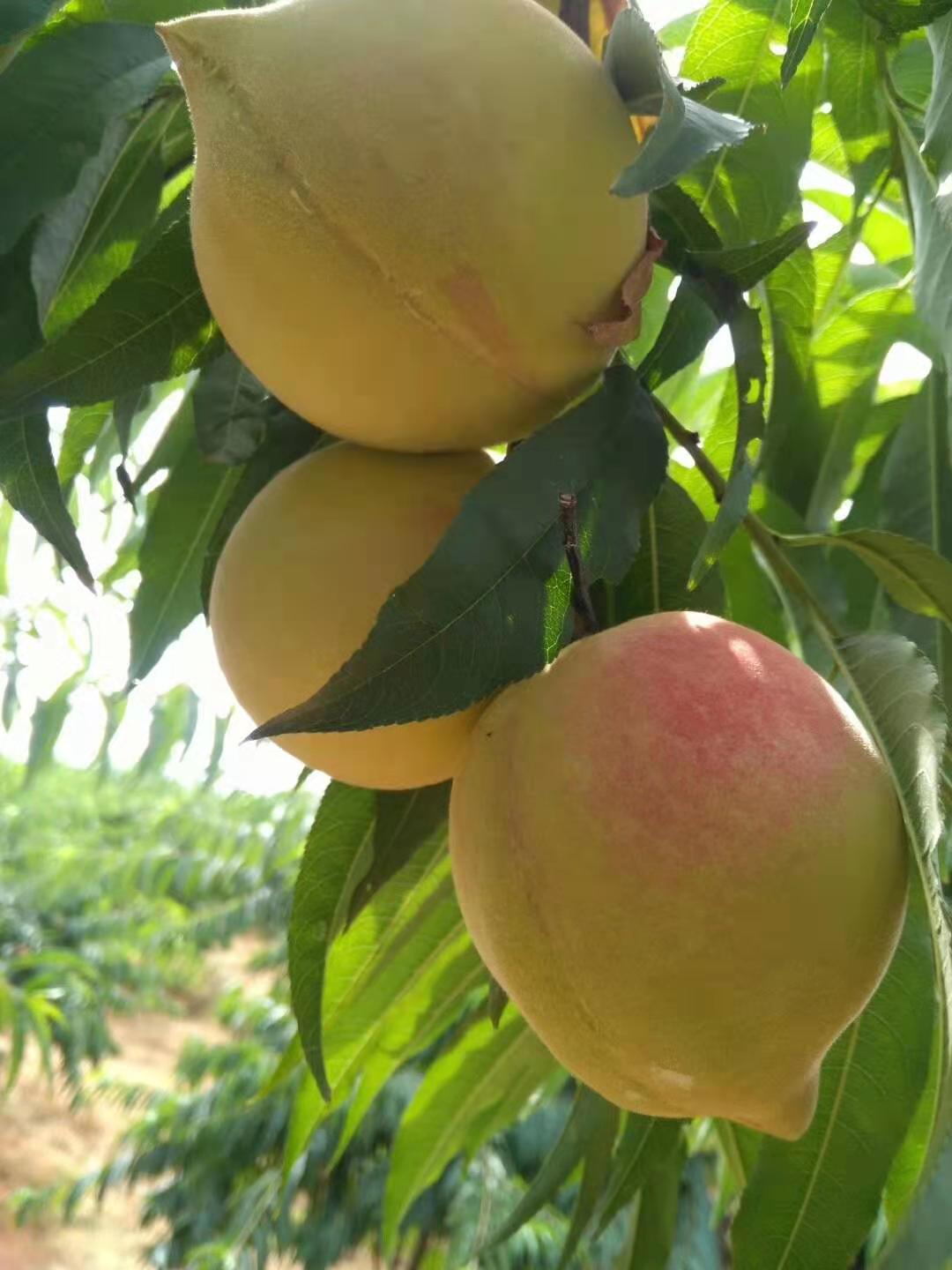 80后放弃广州高薪回家创业,放弃深圳高薪回家农村创业