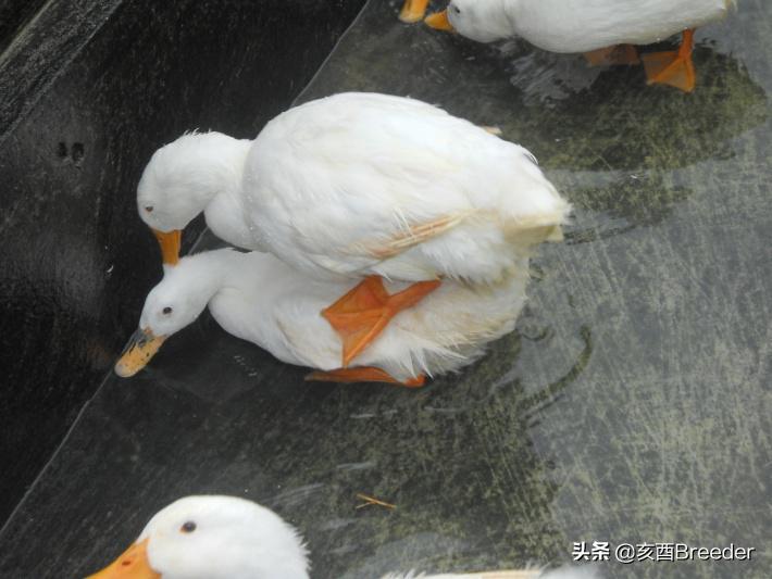 鸭的人工授精是怎么操作,鸡人工授精技术规程