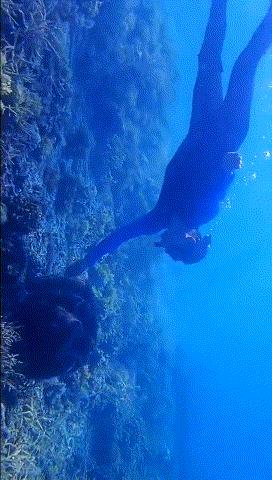 帕劳金色水母,帕劳水母旅行