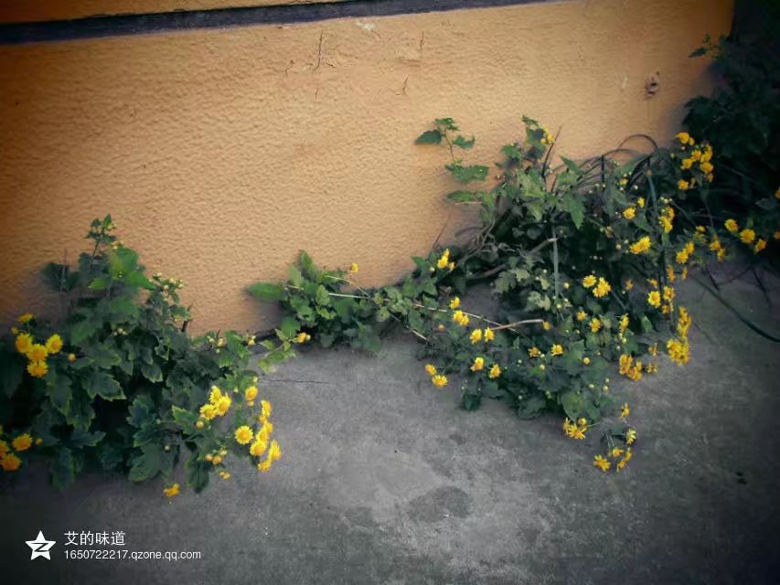 草木人间*我说的小*菊黄**，是好吃的菊花脑