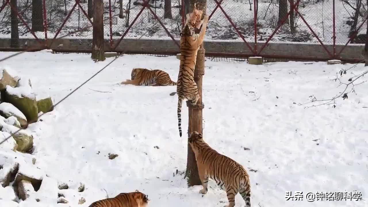 动物园人挑衅狮子,动物园游客挑衅猴子猴子拿石头