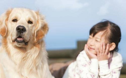 金毛扑小孩怎么纠正,金毛爱扑陌生人怎样纠正