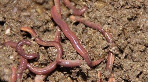 怎么钓趴地虎不用蚯蚓,无钩钓趴地虎的技巧