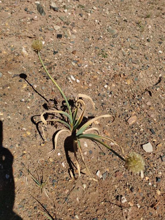 鬼哥的五万里D39青海曲麻莱县五道梁镇-沱沱河保护站