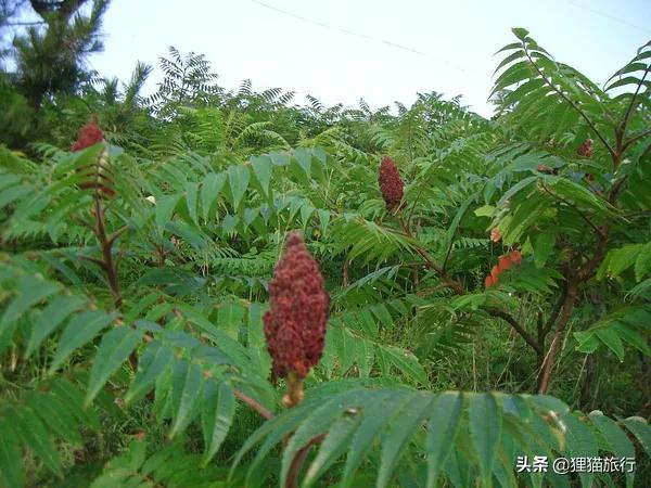 青岛灵山岛,介绍一下青岛的灵山岛