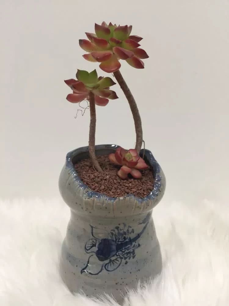 多肉名字怎么记,多肉的品种图片及名字寓意