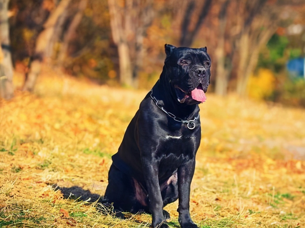 卡斯罗犬可以养吗,卡斯罗犬值得养吗