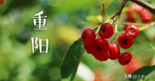 重阳节将至看俗语咋预测晴雨,今年重阳节晴预示明年是涝还是旱