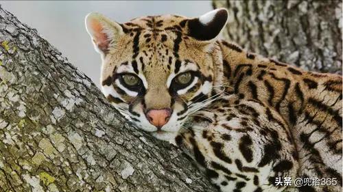 贵州男子为保护庄稼,在玉米地里设置了一个陷阱,结果摊上事了