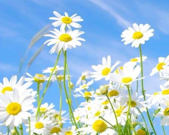 一首经典古诗词书法作品,十三言诗13首书法