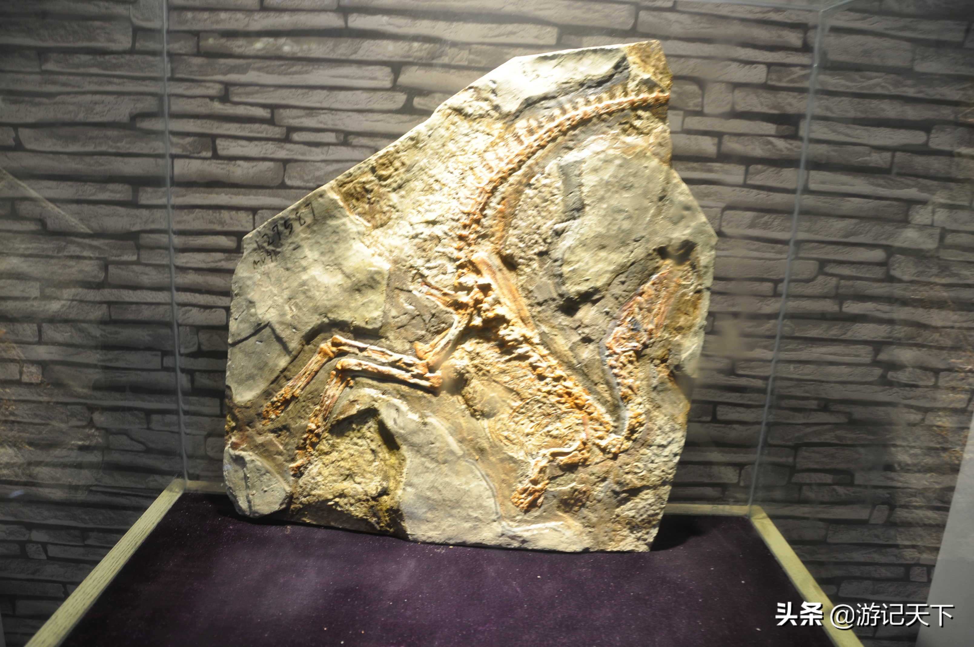 阿尼亚参观博物馆,上海地质科普馆游玩