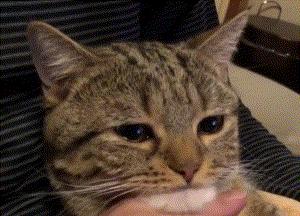 瀹犵埍鍥介檯鍔ㄧ墿璇婄枟涓績,瀹犵埍鍥介檯鍔ㄧ墿鍖婚櫌鍖椾含瑗跨珯