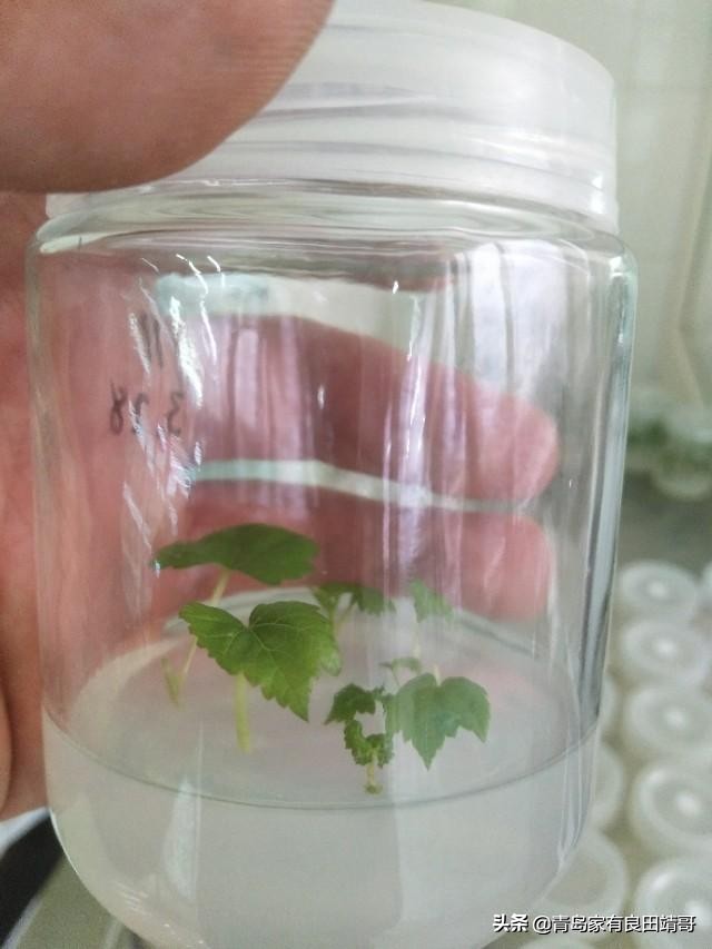 脱毒阳光玫瑰葡萄苗,阳光玫瑰特级苗