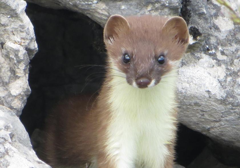 为什么凶悍的黄鼠狼看到鹅却害怕,猖狂的黄鼠狼