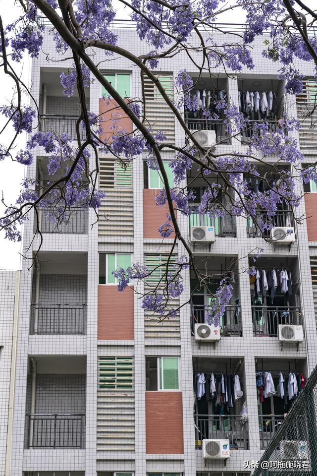 蓝花楹花语及图片大全,蓝花楹的花语还是很让人着迷