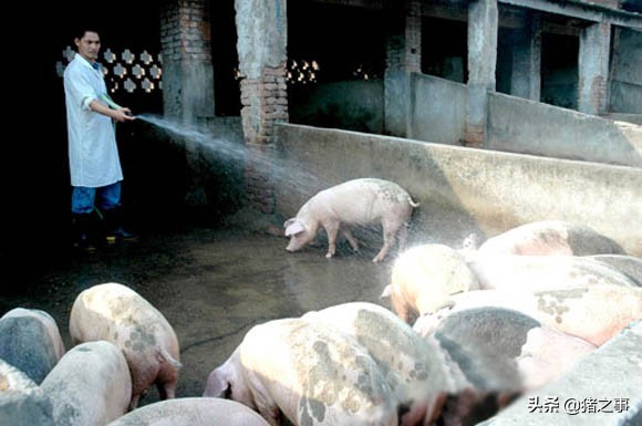 天气降温猪食欲不佳,天气热了猪群不活跃了