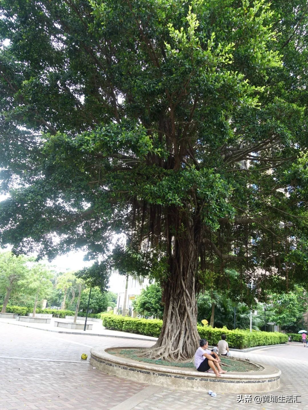 黄埔区怡园小学对应小区,广州黄埔怡园小学有什么楼盘