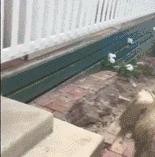 别再说笼养狗狗不好了,小恶魔萨摩耶