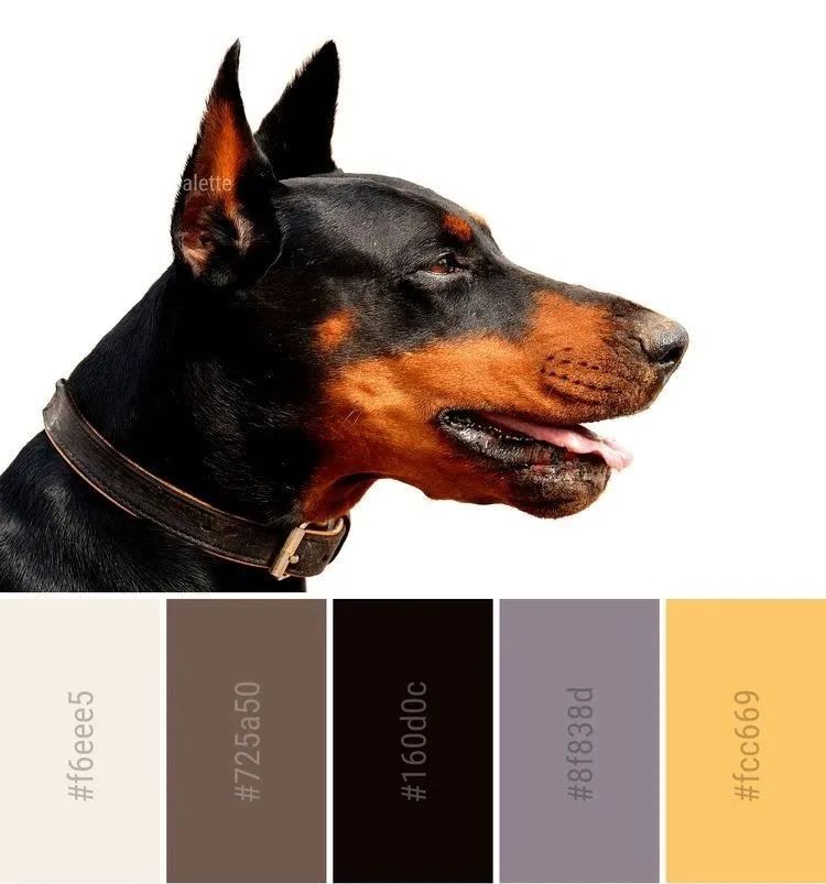 动物配色大全视频,配色的设计灵感