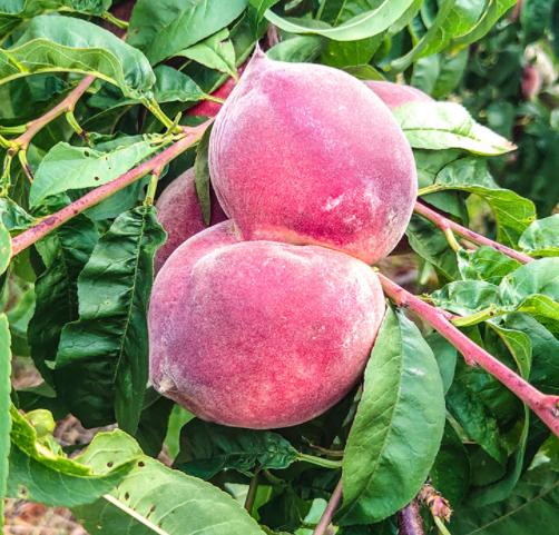 能吃上又甜又新鲜的水蜜桃,吃冻水蜜桃而且还是真的水蜜桃