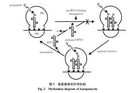 春雷王铜防治霜霉病效果,春雷铜王主治哪些病害