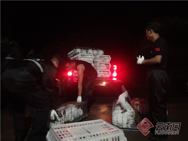 云南养殖场事故,云南养殖场养鸡发生的怪事