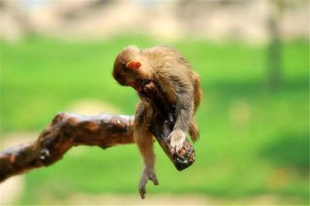 为什么猴子不能像狗一样成为宠物,猴子比狗智商高吗