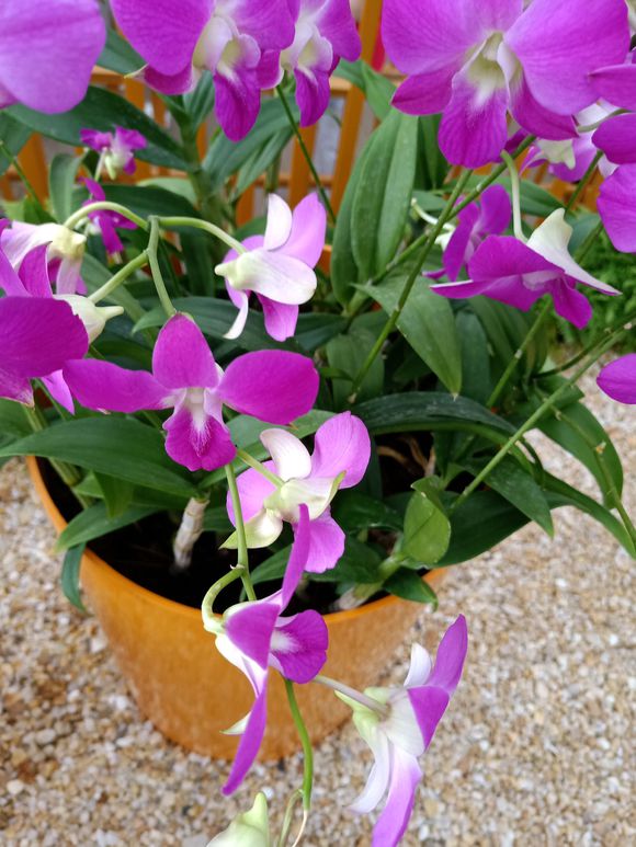 蝴蝶兰烂根方法和技巧,蝴蝶兰烂根怎么养